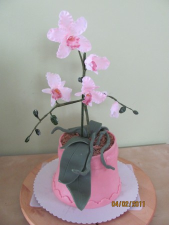 orchidej v květináči